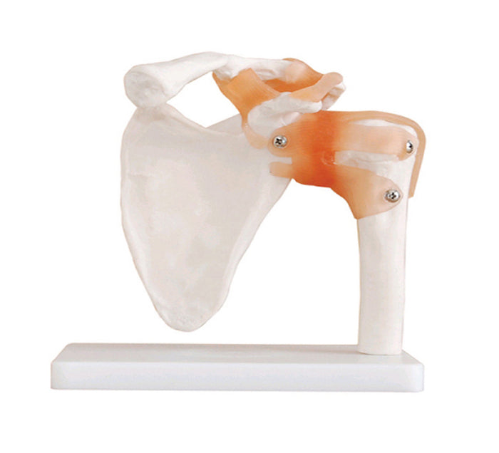 ARTICULATION EPAULE + LIGAMENTS