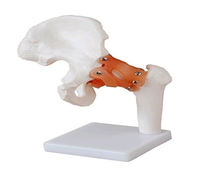 ARTICULATION HANCHE + LIGAMENTS
