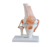 ARTICULATION GENOU + LIGAMENTS