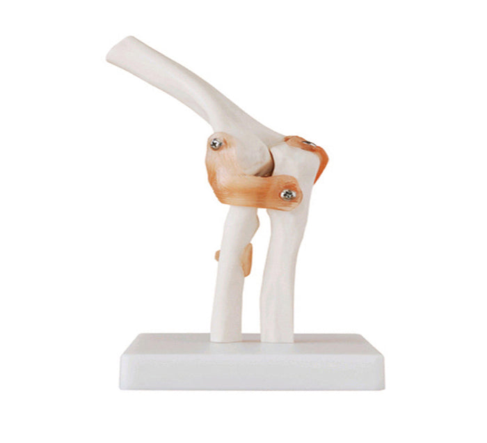ARTICULATION COUDE + LIGAMENTS