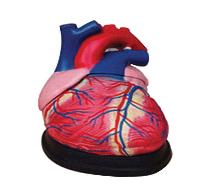 COEUR AGRANDI 4 FOIS 3 PIECES