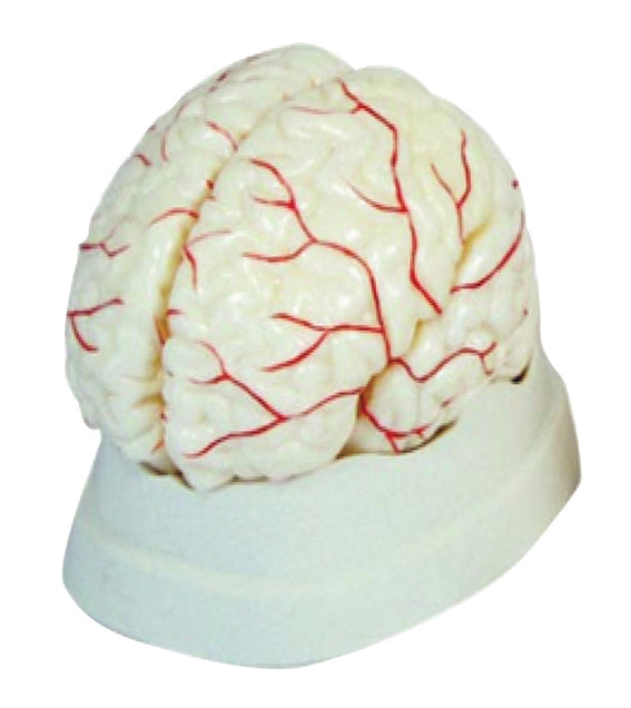 CERVEAU TAILLE REELLE 8 PIECES