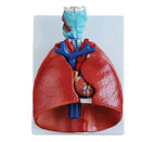 LARYNX+COEUR+POUMONS MODELE COMPLET