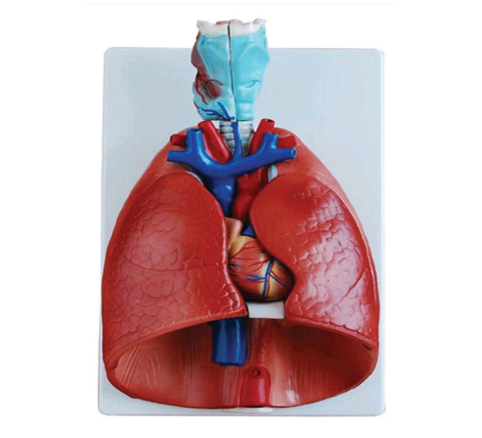 LARYNX+COEUR+POUMONS MODELE COMPLET