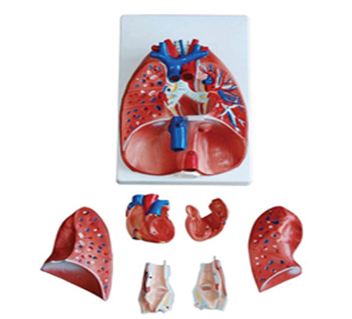 LARYNX+COEUR+POUMONS MODELE COMPLET