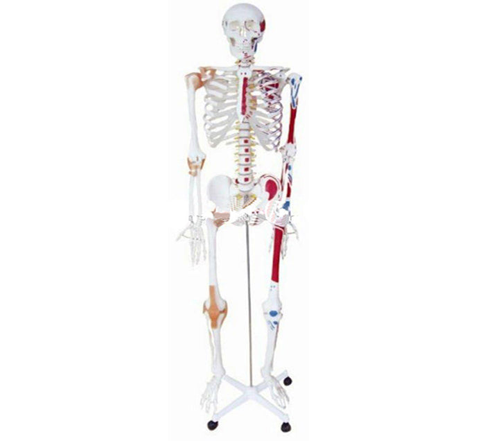 SQUELETTE HUMAIN - PVC MARQUAGE MUSCULATURE