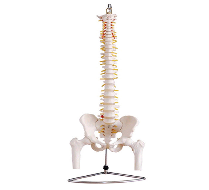COLONNE VERTÉBRALE +FEMURS PVC