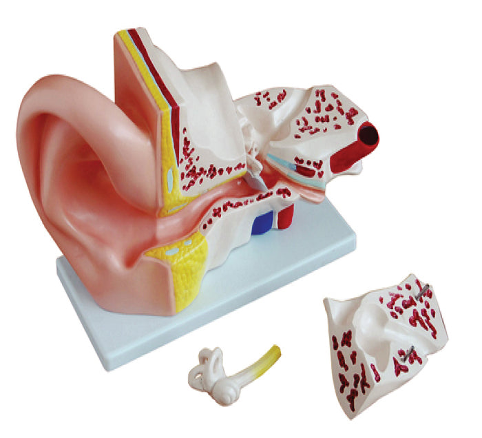 OREILLE AGRANDI 5 FOIS 4 PIECES
